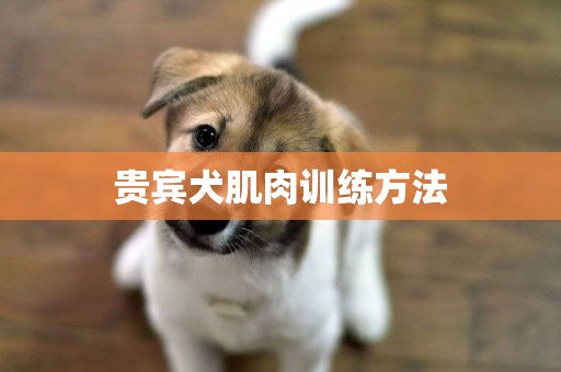 贵宾犬肌肉训练方法